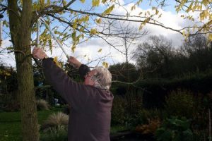 3754419 - image of a male gardener using loppers to trim dead branches